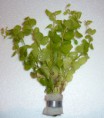 Bacopa australis - 3.90€
